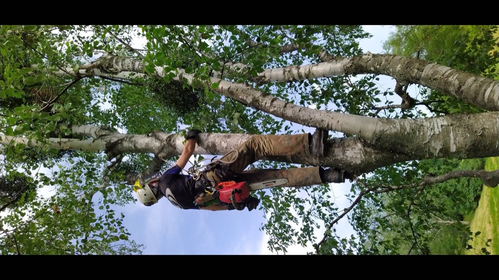 Oakendale Tree Surgery example site